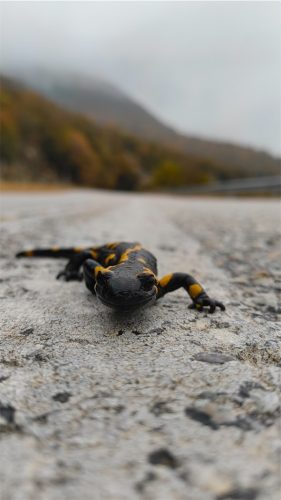 A salamander on the road